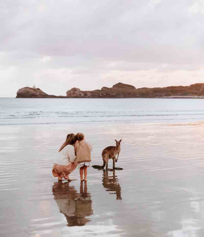 Kangaroo at the beach