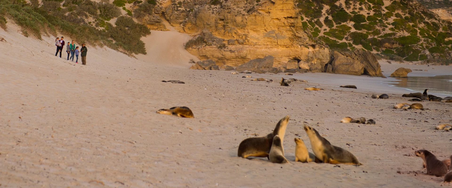 seals on a beach