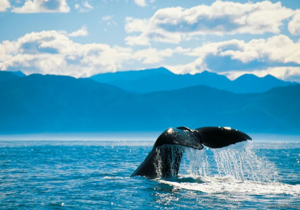 Whale tail sticking out of the water