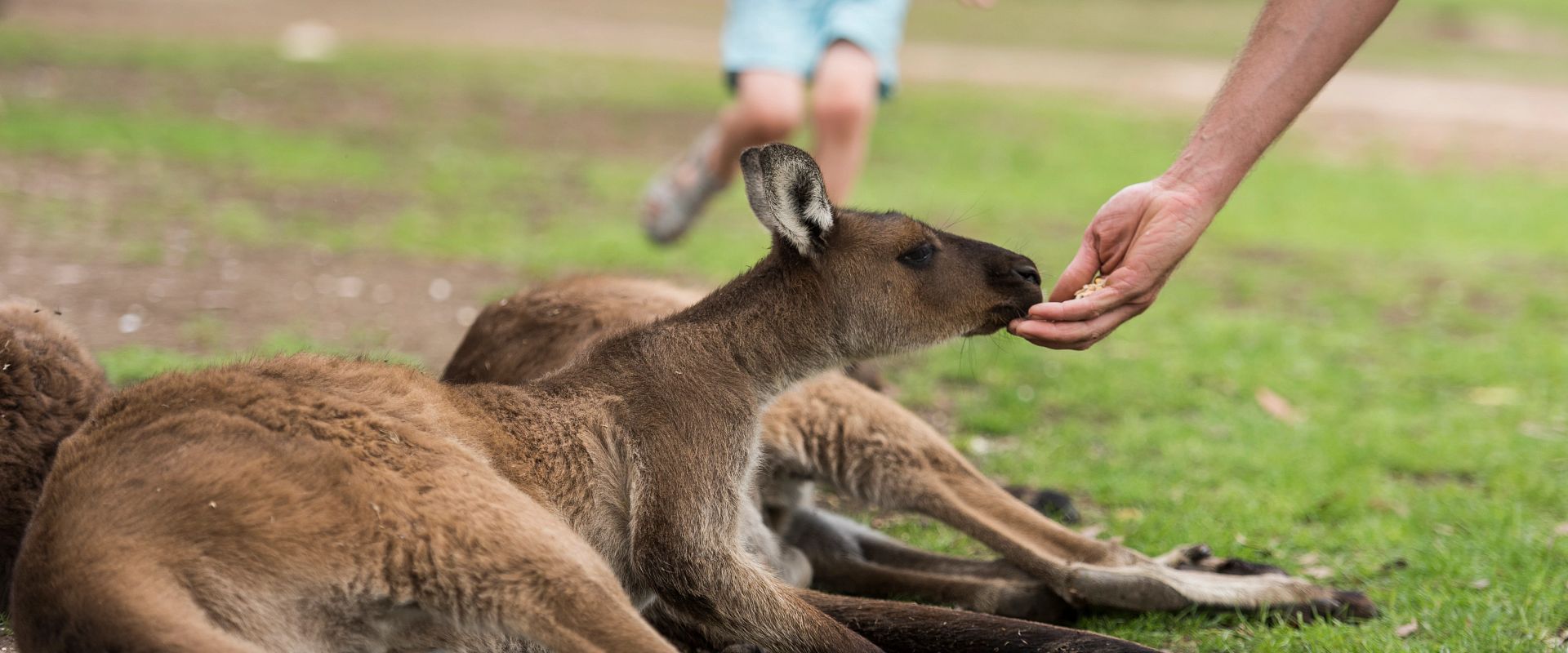 Feeding Kangaroos