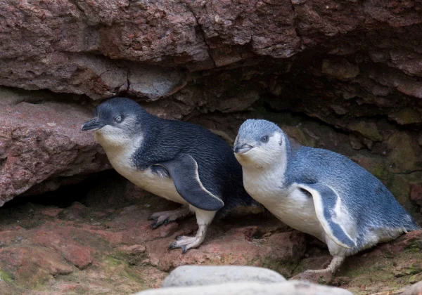 Little Blue Penguins