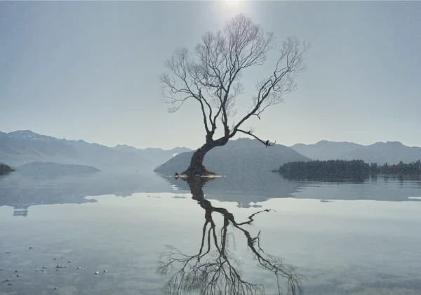 Still water surrounding a tree in a lake with mountains in the background