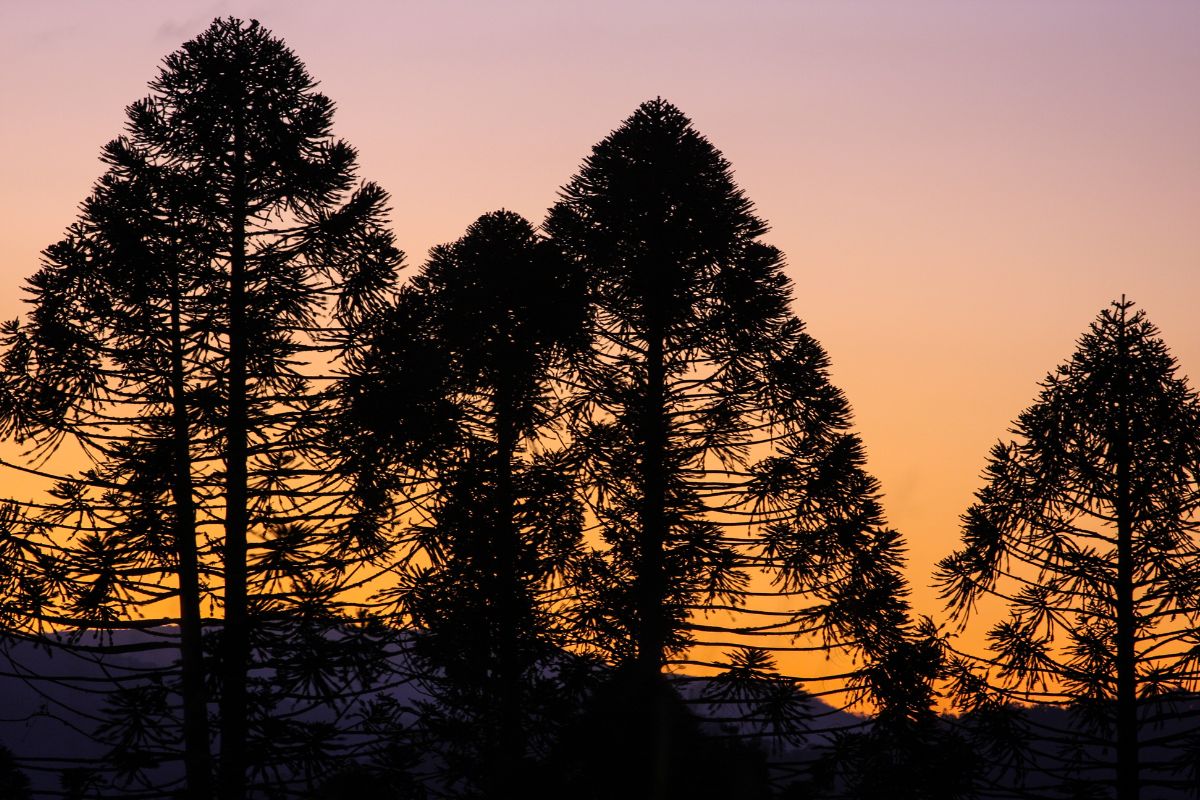 Winnebago-Blog-Bunya.jpg