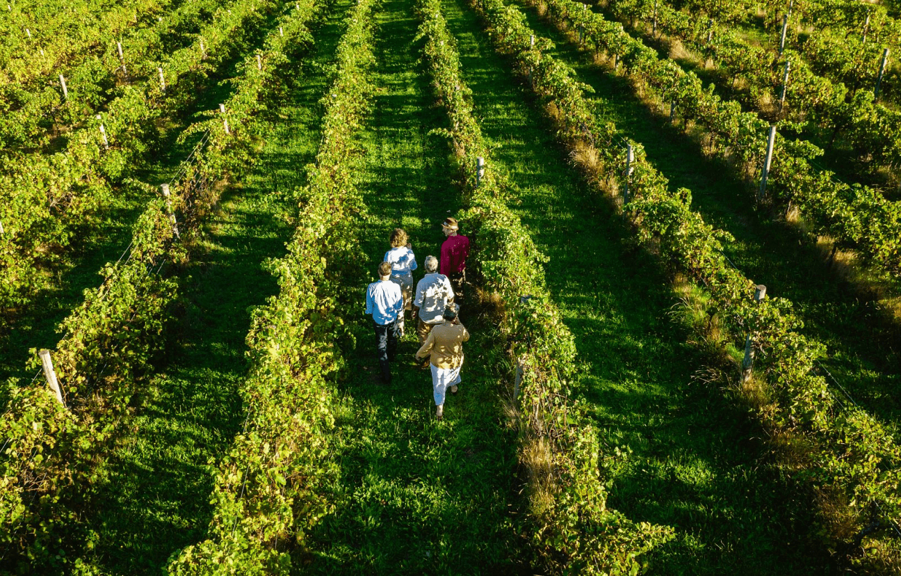 Vinyard