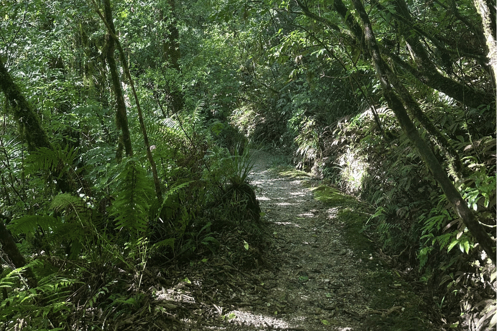 Native New Zealand forest