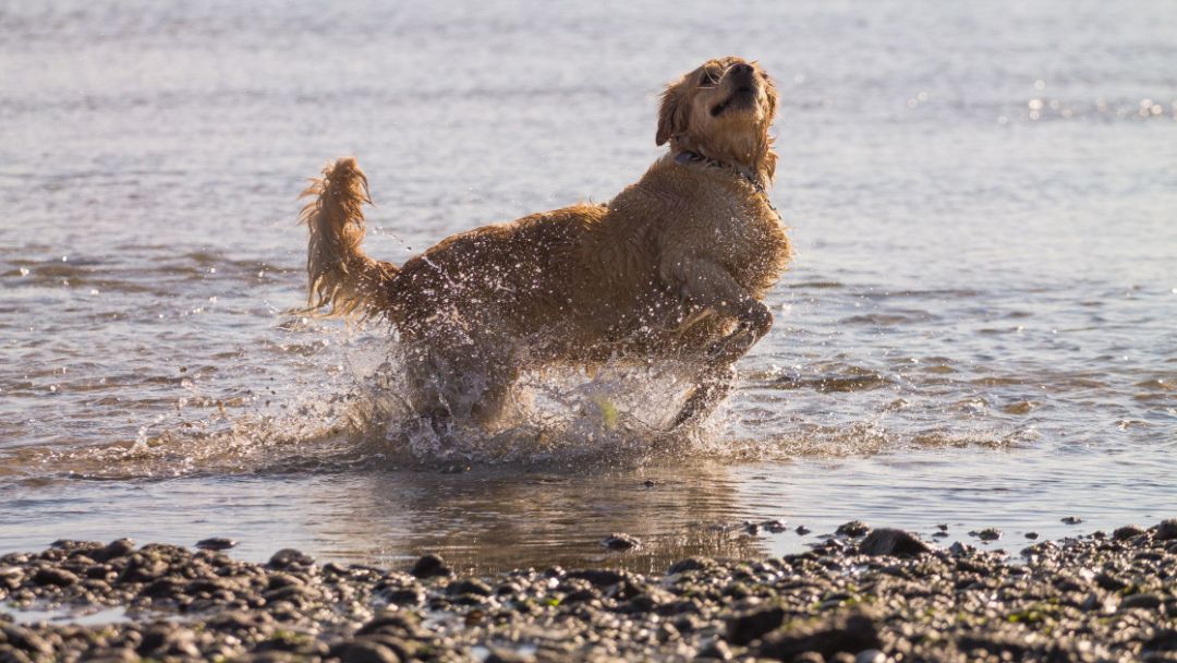 6 Must Visit Pet Friendly Caravan Parks on the Sunshine Coast 