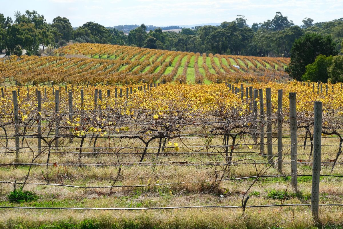 Windsor-Blog-Image-Clare-Valley-1200x800.jpg