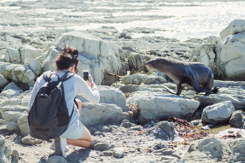 Woman crouching down close to a seal, taking a photo