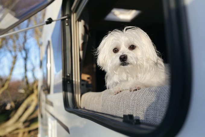 Pet-Friendly Caravan Parks in Lakes Entrance