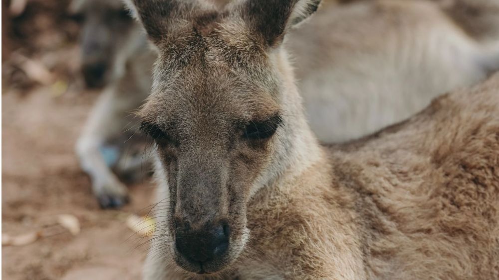 Kuranda