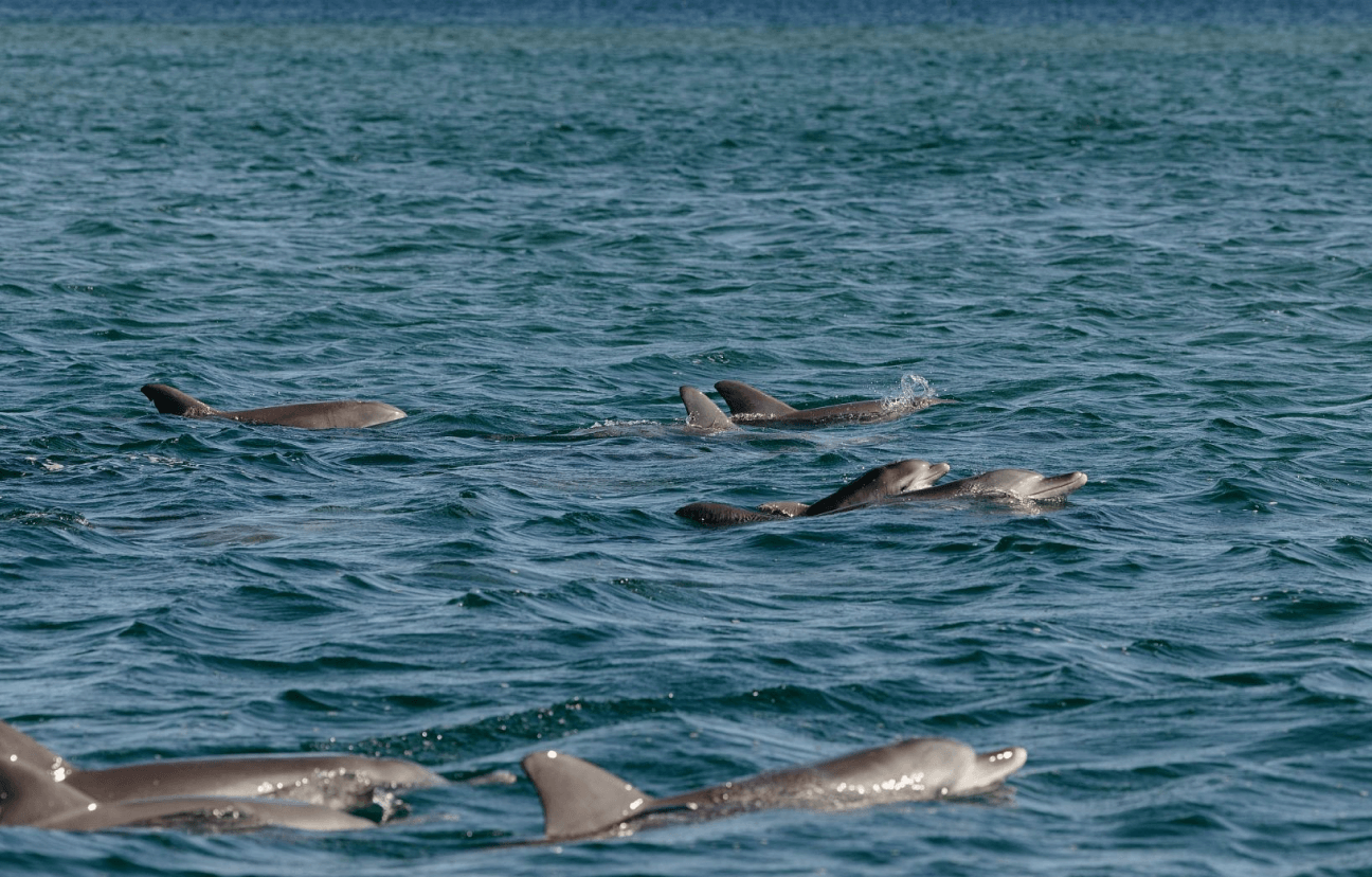 dolphins in water