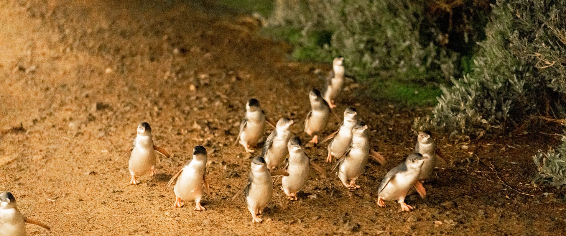 Penguins
