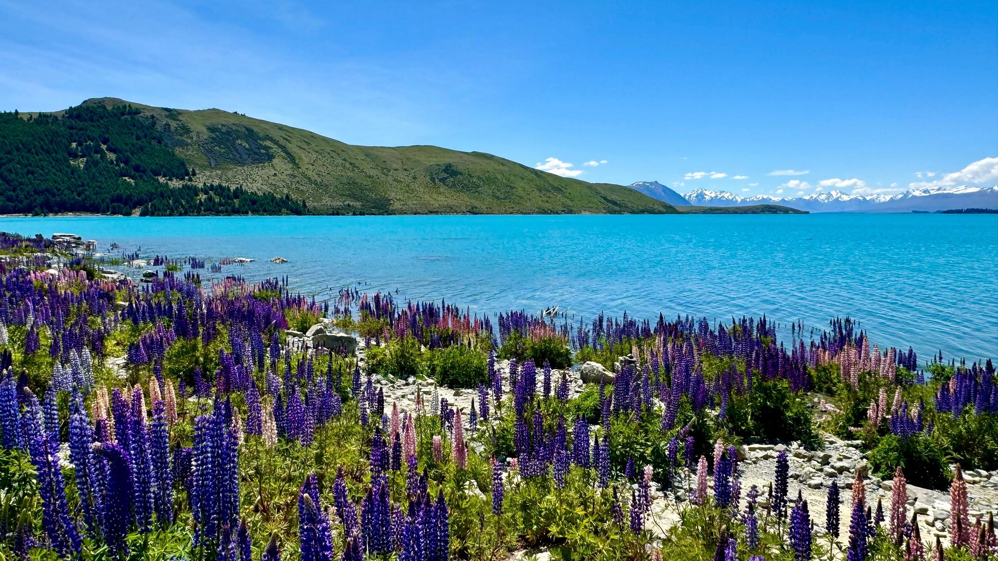 Lake-Taupo-New-Zealand-colorful-lupin-wildflowers-and-mountains-in-the-background-AdobeStock_1311732565.jpg Lake-Taupo-New-Zealand-colorful-lupin-wildflowers-and-mountains-in-the-background-AdobeStock_1311732565.jpg