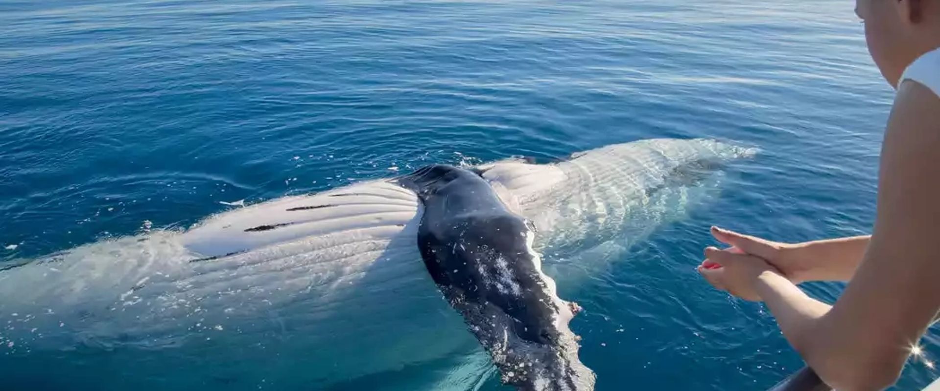 Whale watching