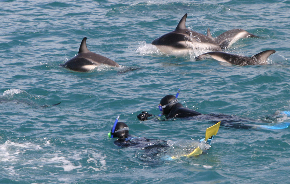 Two people swimming with dolphins
