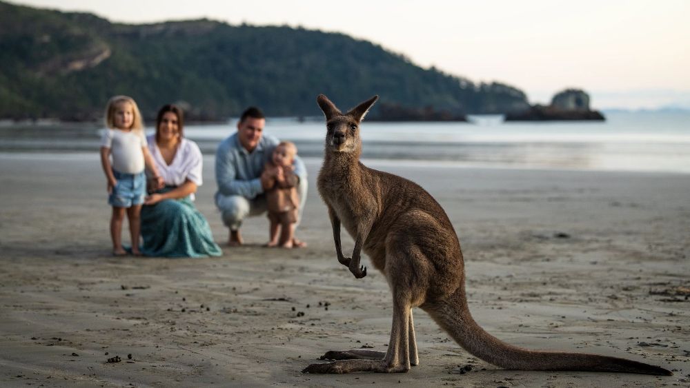 Kangaroo on beach