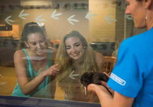 People viewing a Kiwi that is being held by a carer