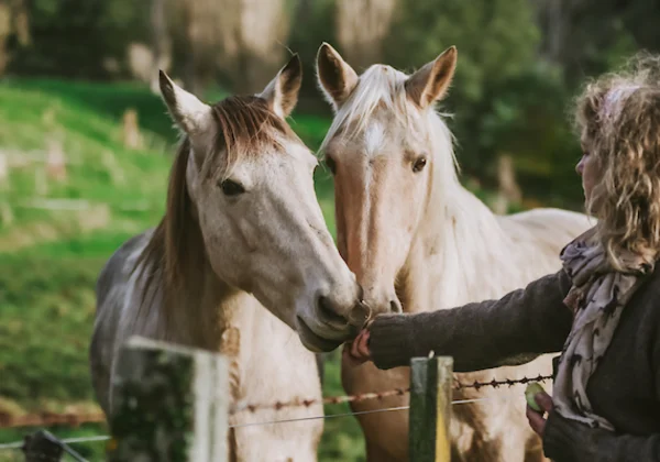 Woman feeding a horse
