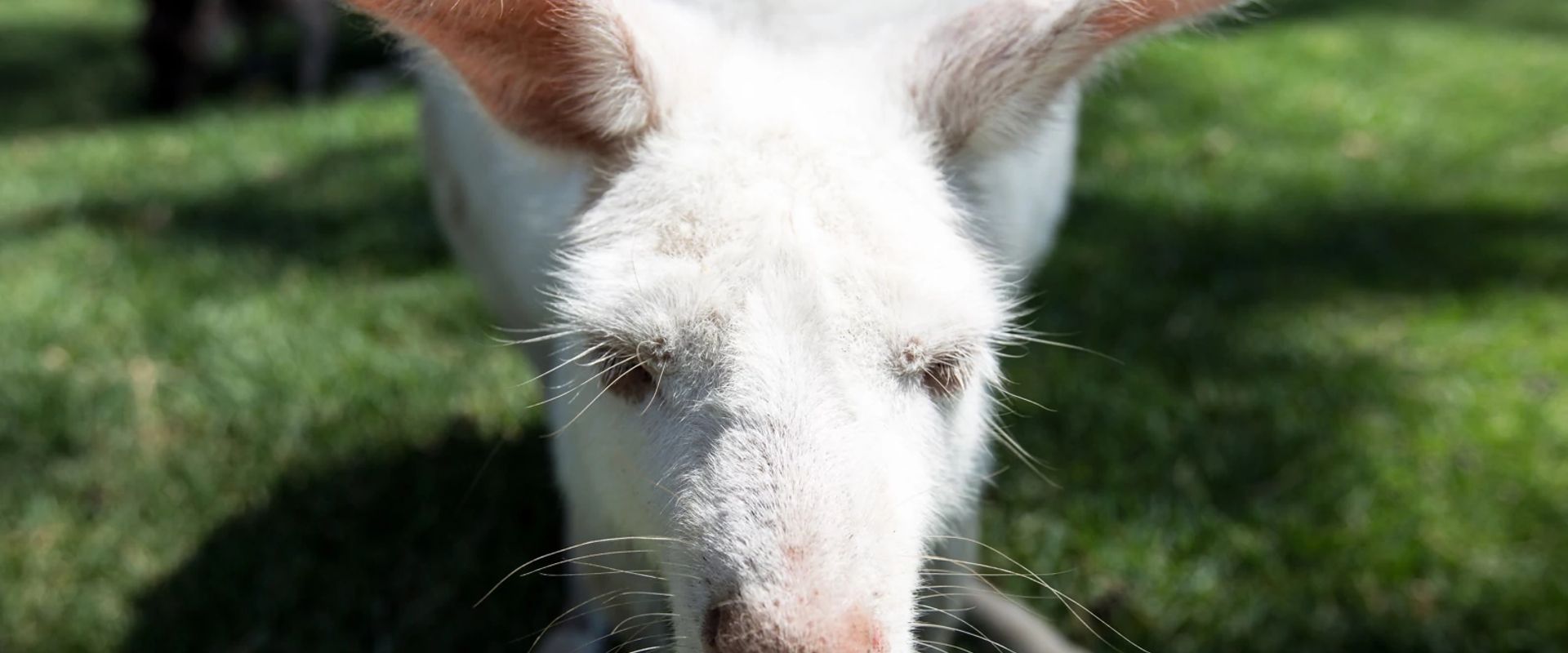 Bilby