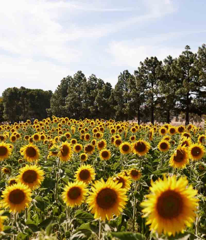 Sun flowers