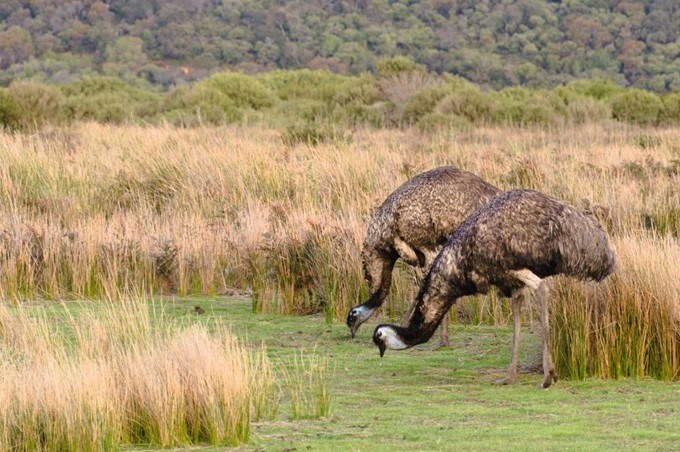 Wilsonspromontory7.jpg Wilsonspromontory7.jpg